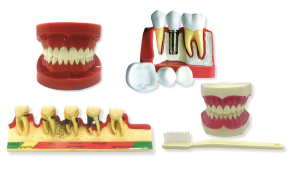 Educational Dental Models